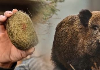 Batu Empedu Babi Capai Harga Rp 8,1 Miliar, Pria di China ini Mendadak Jadi Miliarder