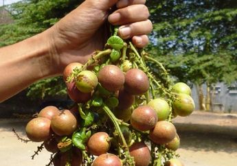 Manfaat Matoa, Buah Langka Khas Indonesia yang Dijual dengan Harga Selangit!
