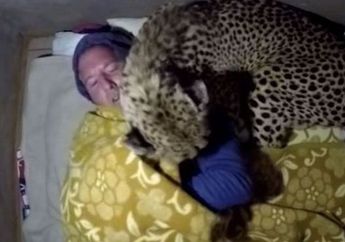 Kedinginan di Dalam Tenda, Tanpa Sadar Seekor Cheetah Sudah Berbaring di Sampingnya dan Memberikan Kehangatan
