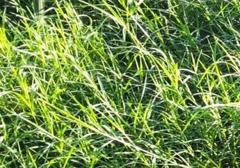 Sering Dijadikan Pakan Kambing, Siapa Sangka Tanaman ini Miliki 7 Manfaat Kesehatan Luar Biasa