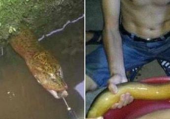 Dikira Ular, Pria ini Dapat Rejeki Nomplok Temukan Belut Raksasa Langka Seharga Rp 45 Juta