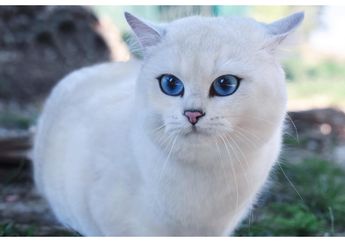 Rogoh Kocek Puluhan Juta Rupiah agar Kucingnya Terlihat Cantik, Lihat yang Dilakukan Wanita Ini