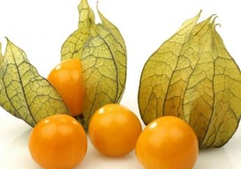 Mengenal Ceplukan, Buah Bernilai Fantastis yang Dulu Diabaikan Namun Kaya Manfaat