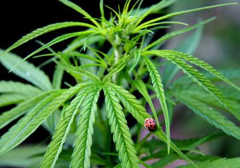 Kata Studi Ini, Risiko Pemakaian Ganja oleh Remaja Cenderung Rendah Saat Ganja Medis Legal
