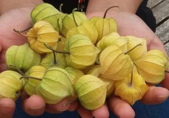 Harganya Selangit dan Tembus Rp 500 Ribu per Kilo, Ceplukan Ternyata Punya Khasiat Luar Biasa untuk Sebagai Penetral Racun hingga Sembuhkan Borok