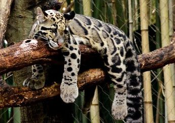 Setelah Dinyatakan Punah Pada 2013, Macan Dahan ini Kembali Terlihat