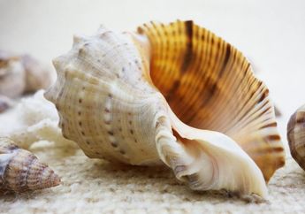 Tes Kepribadian: Bentuk Kerang Pilihanmu Akan Ungkap Karakter Dirimu yang Sesungguhnya, Berhati Lembut ataukah Mudah Emosi?