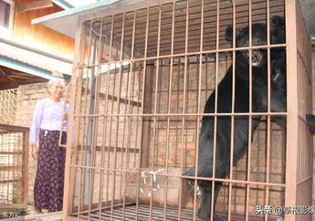 Beruang ini Berikan Tatapan Pilu Saat Berpisah dengan Nenek yang Selamatkan Nyawanya 6 Tahun Silam