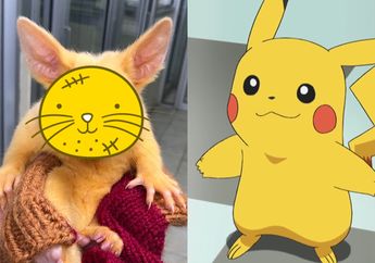 Terungkap! Ternyata Begini Wujud Asli Pikachu Di Dunia Nyata yang Ditemukan di Australia, Gemas!