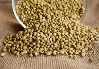 Ketumbar Bisa Sembuhkan Wasir tapi Penderita Darah Rendah Jangan Konsumsi, Bahaya!