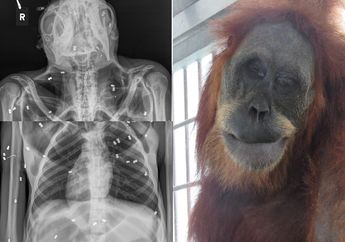 Malang Nian! Seekor Orang Utan Kritis dengan 74 Peluru Bersarang Ditubuhnya