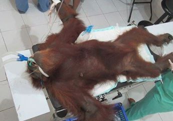 Sedih! Induk Orangutan Ditemukan Sekarat, dan Terdapat 74 Peluru Ditubuhnya