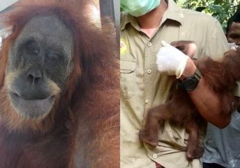 Pilu! Sudah Dihujani Tembakan dengan 74 Peluru, Induk Orangutan Sumatera Ini Ditinggal Mati Anaknya