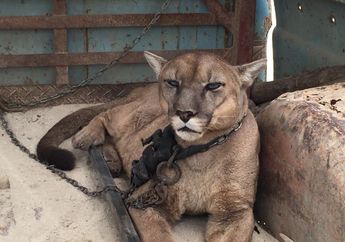 Dipaksa Menjadi Hewan Sirkus Selama 20 Tahun, Lihat Reaksi Singa Gurun ini Saat Dilepas ke Alam Bebas!