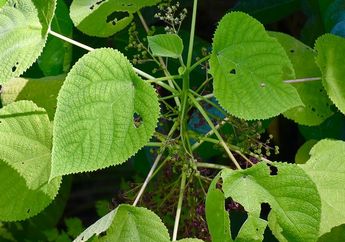 Mengenal Gympie-gympie, Tanaman Mematikan Pembunuh Manusia yang Tumbuh di Indonesia
