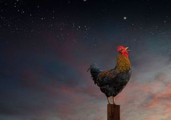 Pernah Mendengar Ayam Berkokok Malam Hari, Bukan Mitos Rupanya Pertanda Akan Hal ini Esok Harinya