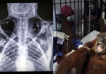 Miris! Nasib Orangutan yang Dihujani 74 Peluru di Tubuhnya Terancam Buta Permanen