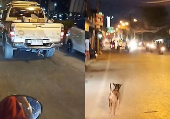 Memilukan, Seekor Anjing yang Sengaja Ditinggal Terus Mengejar Mobil Sang Pemilik