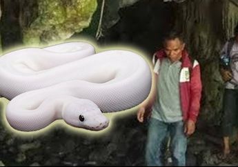 Menguak Misteri Gua Istana Ular di NTT, Bersemayam Ular putih Raksasa Sepanjang 23 Meter di Dalamnya