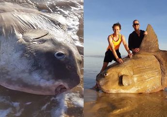 Penemuan Ikan Legendaris Mola Mola Raksasa, Awalnya Dikira Kapal Karam