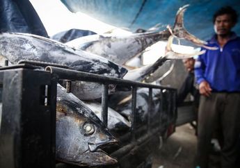 Indonesia Jadi Produsen Terbesar Ikan Tuna,  Pendapatan Mencapai Rp71 Triliun Setahun
