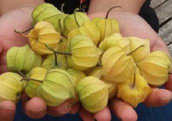 Perkilo Dihargai Rp 500 Ribu, Buah Ceplukan Ternyata Memiliki Segudang Manfaat Tak Terduga