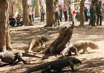 Polisi Gagalkan Upaya Penyelundupan Puluhan Komodo ke Luar Negeri, 9 Pelaku Berhasil Diamankan