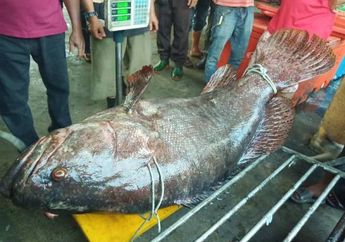 Koyakkan Jaring Nelayan Selama 30 Menit, Ikan Kerapu Raksasa 140 Kilogram Senilai Rp 17 Juta Akhirnya Berhasil Ditangkap!