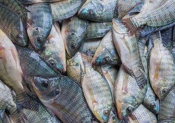 Disebut Bisa Memicu Kanker, ini 5 Fakta Ikan Mujair yang Harus Kamu Tahu!