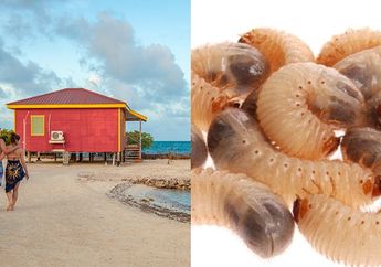 Ngeri! Pulang dari Berbulan Madu, Wanita ini Temukan Belatung Bersarang di Pahanya