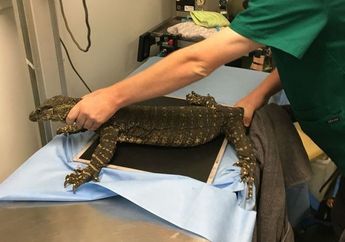 Hewan Ini Hampir Sekarat Setelah Telan Bola Golf yang Disangka Telur Ayam