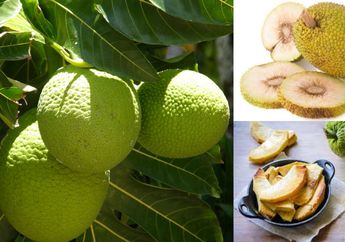 5 Khasiat Buah Sukun yang Jarang Diketahui, Mampu Obati Diabetes hingga Matikan Sel Kanker