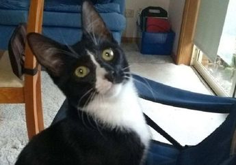 Kucing Ini Bisa Bertahan Hidup Tanpa Cedera Meski Digiling dalam Mesin Cuci Selama 30 Menit!