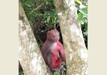 Nasib Murung Seekor Monyet Ditinggal Kawanannya Karena Punya Warna Bulu yang Berbeda