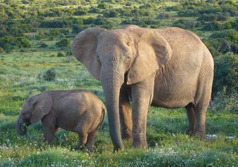 Tubuh Seorang Pemuda Babak Belur, Setelah Diserang Seekor Gajah yang Akan Diciumnya