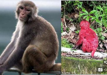 Tubuhnya Berubah Warna Gara-gara Disiram Cat, Monyet Ini Tampakkan Ekspresi Sedih dan Kesepian Diusir oleh Kawanannya