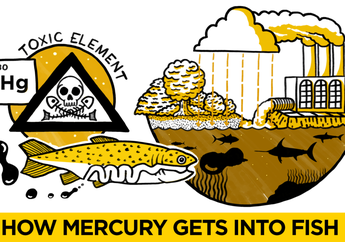 Sangat Berbahaya Bagi Ibu Hamil dan menyusui, Berikut Ikan yang Mengandung Merkuri Tinggi