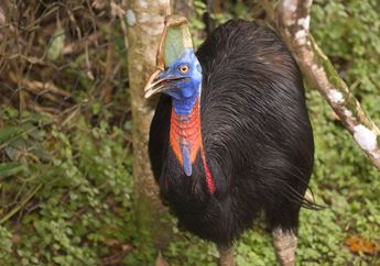 Seorang Turis Asal Florida Tewas Diserang Burung Kasuari Saat Memberi Makan