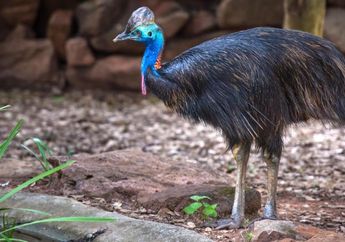Seorang Pria Tewas Tercabik-Cabik Burung Peliharaannya Saat Sedang Memberi Makan