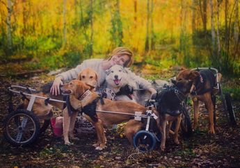 Tinggalkan Karier Cemerlang sebagai Fotografer Profesional, Wanita Ini Pilih Mengabdikan Hidupnya untuk Anjing-anjing di Hutan