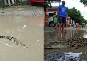 Kesal Jalanan Rusak Tak Diperbaiki Selama 10 Tahun, Warga Lepas Buaya Digenangan