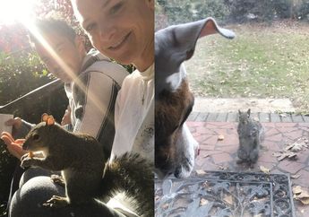 Mengharukan! 8 Tahun Berlalu, Tupai ini Kembali ke Rumah Keluarga yang Menolongnya saat Sekarat