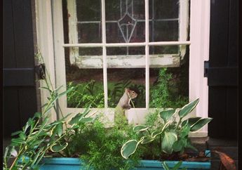 Arti Mimpi Ada Tupai di Rumah Bisa Jadi Pertanda Masalah Ekonomi, Simak Tafsir Lengkapnya di Sini!