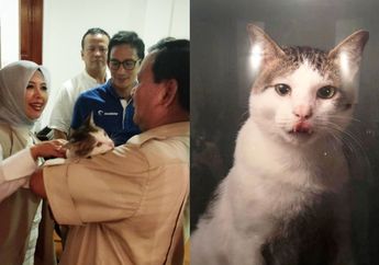 Ikut Jenguk Sandiaga Uno, Inilah Bobby Kertanegara Kucing Kesayangan Prabowo yang Followers Instagramnya 51 Ribu!