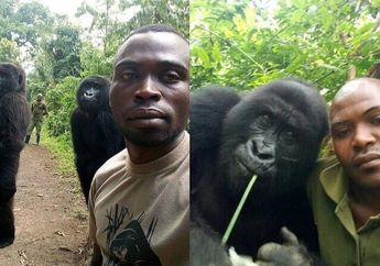 Viral! Gorila Selfie Layaknya Artis Instagram dengan Gaya Lucunya Hebohkan Sosial Media