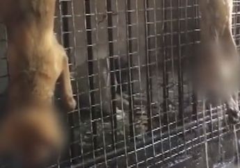 Potret Pilu Rumah Jagal Anjing di Solo, Setiap Harinya 1.200 Ekor Anjing di Bantai Demi Hasrat Kerakusan Manusia