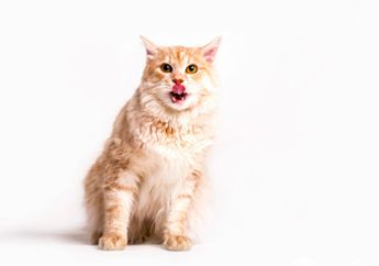 Australia Berencana Membunuh Jutaan Kucing Liar dengan Menyebar Sosis Beracun 