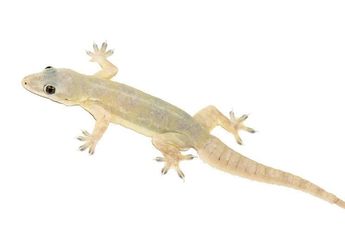 Cukup Gunakan Bahan Alami, Begini 6 Cara Ampuh Mengusir Cicak dari Rumah