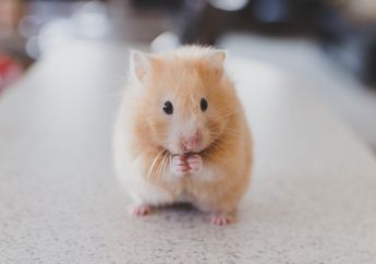 Mengapa Hamster Bisa Menyimpan Banyak Makanan di Pipinya? #AkuBacaAkuTahu