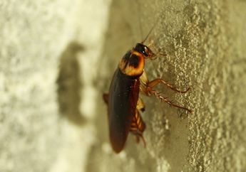 Jadi Sumber Penyakit, Ini 4 Alasan Kamu Wajib Membasmi Kecoa yang Bersarang di Rumah!